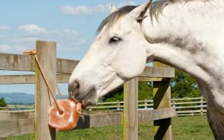 horse-lick-salt